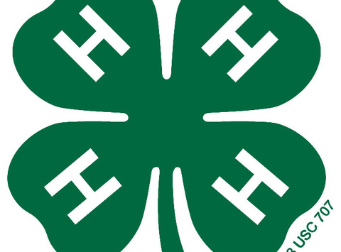 1399309672green_clover2