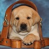 Guiding Eyes For The Blind Erie Region